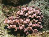 stylophora coral