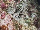 white-spined urchin (Echinothrix calamaris)