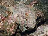 well camouflaged octopus