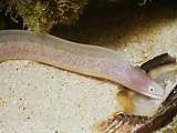 baby white-eyed moray eel (Siderea thyrsoidea)