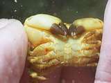 yellow crab has black nippers and yellow bristles