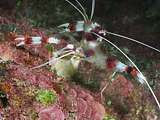 banded cleaning shrimp (Stenopus hispidus)