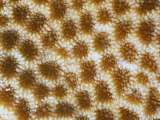 close-up of Porites coral