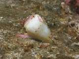 common white cone shell (Conus sp)