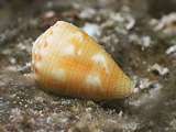 yellow lined cone shell (Conus sp)
