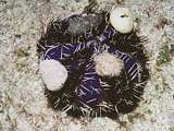 short spined urchin (Tripneustes gratilla)