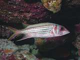 spotfin silver squirrel fish  (Neoniphon sammara)