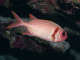 epaulette soldierfish (Myripristis kuntee)
