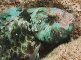 parrotfish (Calotomis carolinus)