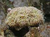 the toxic urchin has flowerlike pedicellaria that sting
