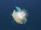 crested jellyfish (Cephea sp.)