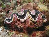 a large giant clam (Tridacna sp)