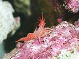 a red cleaner shrimp