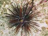 hollow-spined needle urchin