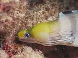 yellow-headed banded moray eel (Gymnothorax rueppelliae)