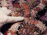 a hand shows the size of this sea star (Mithrodia sp)