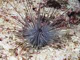 grey long-spined needle urchin (Diadema setosum)