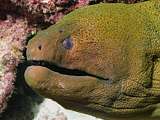 green giant moray eel (Gymnothorax javanicus)