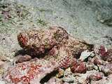 devil scorpionfish (Scorpaenopsis diabolus)