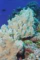 white corals in a coral garden
