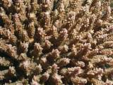 table coral (Acropora hyancinthus)