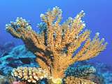 branching acropora coral