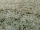 polyp pattern of a leaf coral (Pavona minuta)
