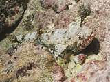 lizardfish (Saurida nebulosa)