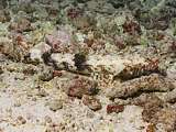 blotched lizardfish (Saurida nebulosa)
