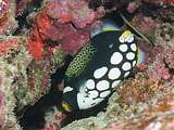 clown triggerfish (Ballistoides conspicillum)