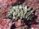 a baby sea cucumber (Stichopus horrens)