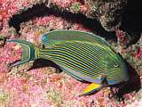 blue-striped sugeonfish (Acanthurus lineatus)