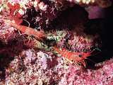 red cleaner shrimps