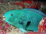 red-lipped parrotfish (Scarus rubroviolaceus)
