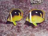 fourspot butterflyfish (Chaetodon quadrimaculatus)