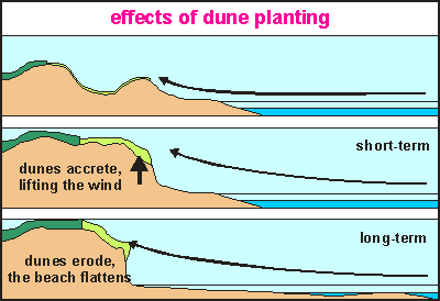 Stabilised dunes erode beaches