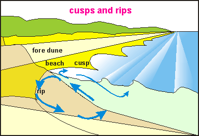 img: Cusps and rips