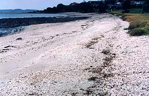 img f991224: Omana Beach, a shelly beach