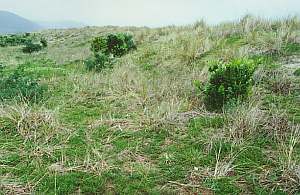 Ahipara dune planting