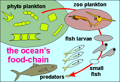 Ocean food chain