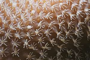 polyps on a fleshy coral