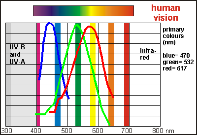 human vision and spectrum