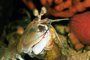 f006333: mantis shrimp