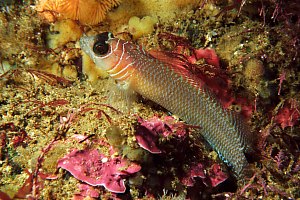 f019121: spectacled triplefin