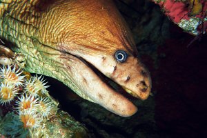 f025133: yellow moray eel
