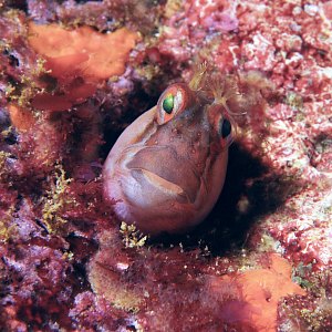 f029324: crested blenny in hole