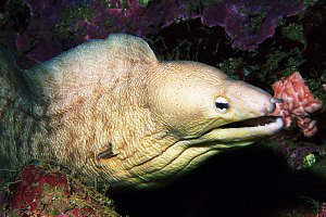 f030005: grey moray eel