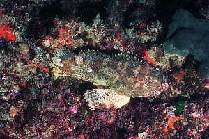 f030522: scorpionfish hiding