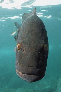 f031709: Black spotted grouper