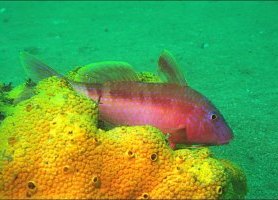f004715: Goatfish in spawning colours, on yellow sponge